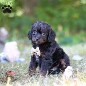Winkie, Cavapoo Puppy